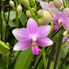 水仙品种价格报价行情 京东