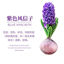 水仙紫色价格报价行情 京东