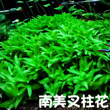 南美水草品牌及商品 京东