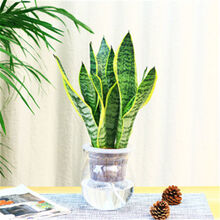 虎尾兰水培新款 虎尾兰水培2021年新款 京东