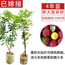 精选黑炭杨梅价格多少钱一斤 精选黑炭杨梅价格图片 京东生鲜 精选黑炭杨梅价格多少钱一斤 精选黑炭杨梅价格图片 京东生鲜