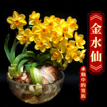 白水仙花价格报价行情 京东