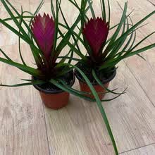 紫花凤梨价格报价行情 京东