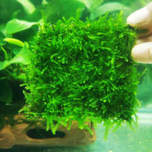 水晶莫丝新款 水晶莫丝21年新款 京东