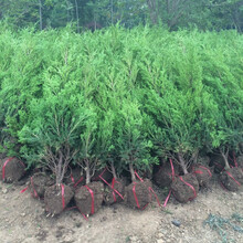 桧柏绿篱新款- 桧柏绿篱2021年新款- 京东