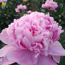 芍药花种价格报价行情 京东