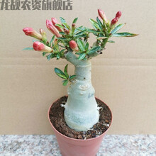多肉植物沙漠玫瑰型号规格 京东