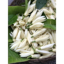 黄果兰价格报价行情 京东