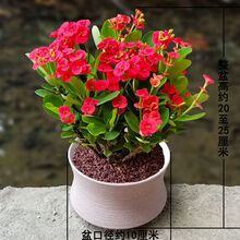 植物麒麟价格报价行情 京东