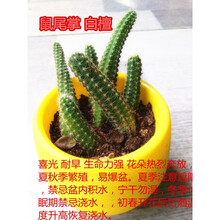 白檀多肉植物价格报价行情 京东