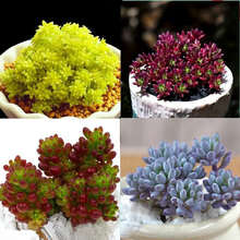 蓝豆多肉价格报价行情 京东