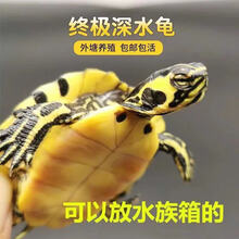 乌龟品种价格报价行情 京东
