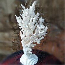 天然珊瑚石新款 天然珊瑚石21年新款 京东