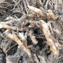 洋荷子姜价格报价行情 京东