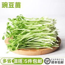 豆苗菜价格报价行情 京东