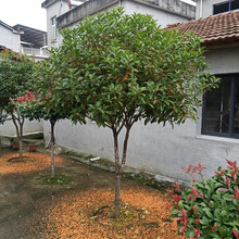 桂花地栽品牌及商品 京东