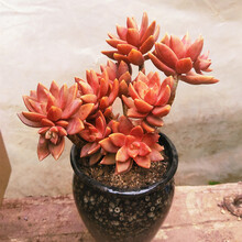 多肉植物铭月价格报价行情 京东