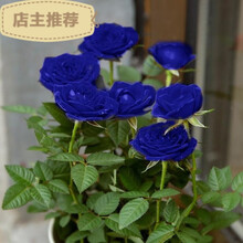 盆栽植物蓝色花新款 盆栽植物蓝色花21年新款 京东