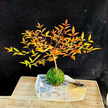 红叶南天竹品牌及商品 京东