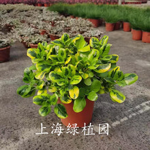 花茜新款 花茜21年新款 京东