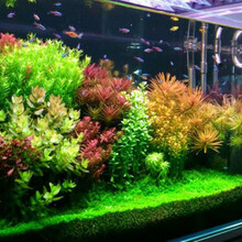 鱼缸水草种类价格报价行情 京东