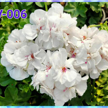 天竺葵玫瑰新款 天竺葵玫瑰21年新款 京东