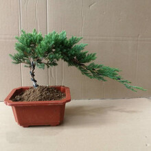 松柏盆栽新款 松柏盆栽21年新款 京东