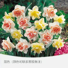 水仙品种型号规格 京东