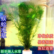 金鱼水草品牌及商品 京东 金鱼水草品牌及商品 京东
