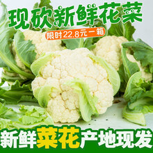 白菜花品牌及商品 京东