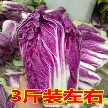 白菜花品牌及商品 京东