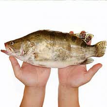 桂鱼鱼苗价格多少钱一斤 桂鱼鱼苗价格图片 京东生鲜