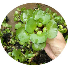 水生植物养鱼新款 水生植物养鱼21年新款 京东