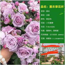 蔷薇蔷薇小蔷薇新款 蔷薇蔷薇小蔷薇21年新款 京东