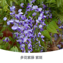 紫藤树苗价格报价行情 京东