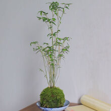 绿植苔藓新款 绿植苔藓21年新款 京东