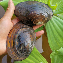 大河蚌 农家  新鲜淡水活体肉 蚌壳 歪儿 河蛤蜊  鸟贝 12-14厘米5斤