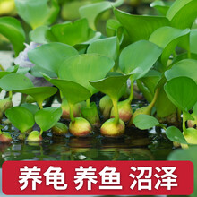 水草花价格报价行情 京东