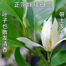 白兰花叶新款 白兰花叶21年新款 京东 白兰花叶新款 白兰花叶21年新款 京东