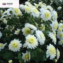 白菊种子新款 白菊种子21年新款 京东