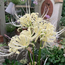 彼岸花大球新款 彼岸花大球21年新款 京东