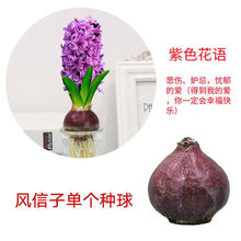 水仙紫色价格报价行情 京东