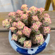 十字星锦多肉植物价格报价行情 京东