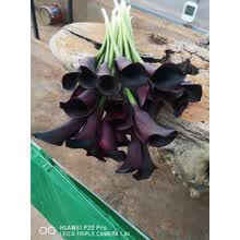 海芋马蹄莲新款 海芋马蹄莲21年新款 京东