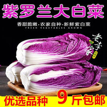 白菜花价格报价行情 京东