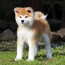 秋田犬价格报价行情 京东