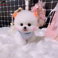 口袋犬价格报价行情 京东