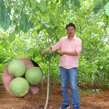 胡桃木品种价格报价行情 京东