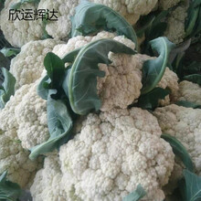 白菜花品牌及商品 京东