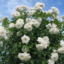 白蔷薇品牌及商品 京东